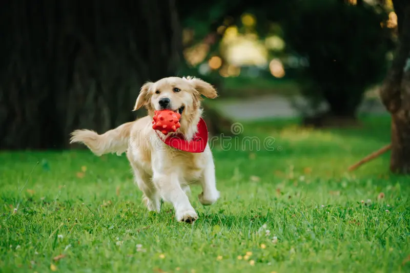 A golden retriever puppy playing with a red ball in a grassy park.